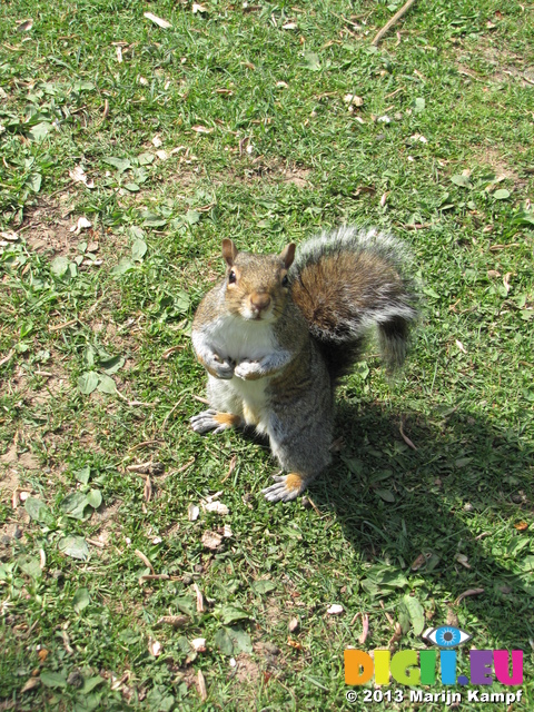 SX26888 Squirrel